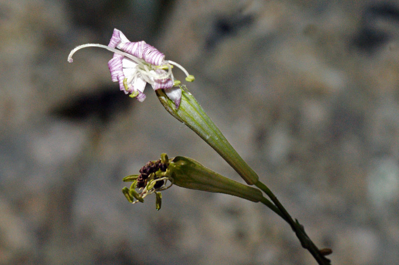 Silene nodulosa